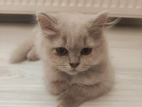 British longhair kedisi