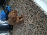 Toy poodle