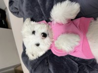 4 aylık maltese terrier