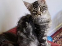 Üst Düzey Kalitede 3 Maine Coon Yavru