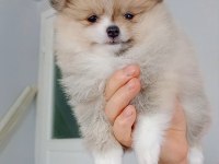 Pomeranian boo dişi yavru