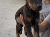 Doberman bebekler