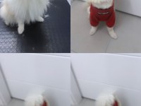 Sadece denizli içi pomeranian