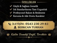 Safkan Şecereli Alman Kurdu Yavrular