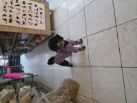 10 AYLIK DİŞİ KORE TOY POODLE