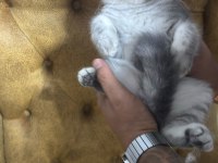 British shorthair yavrular yeni yuvalarını arıyorlar