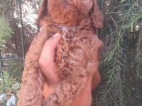 Muhteşem toy poodle yavrularımız İstanbul
