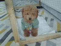 6 aylık erkek poodle
