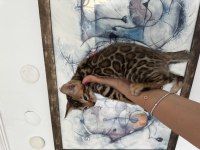Exceptional Beauty Bengal Kittens – WCF Registered