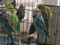 Show jumbo muhabbet kuşu