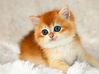 Mavi Gözleriyle Fark Yaratan Golden British Shorthair 