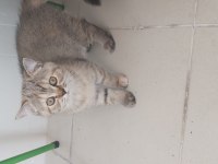 3 Aylık british longhair