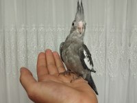Acil sahiplendirme yavru kuşlar
