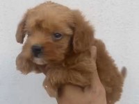 Maltipoo Kalite Yavrular Irk Sağlık Garantili
