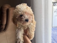 Güzel Toy Poodle Yavrularımız Yeni Yuvasını Arıyor