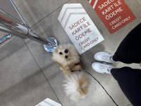 Köpeğimiz Maya için kalıcı yuva arıyorum
