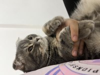 British shorthair kedisi