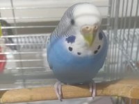 Dişi erkek eşli muhabbet kuşu satılıktır