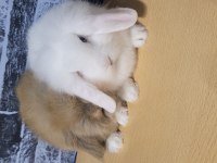 Anaç altı dişi ve erkek lop tavşan