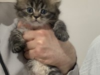 Evden Eşsiz Show Kalite British Shorthair Yavrular