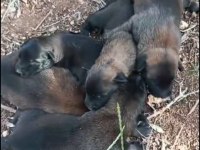 Belçika kurdu kalite asla tesadüf değildir