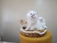 British longhair dişi yavrular şecereli