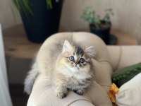 SHOW KALİTE BRİTİSH LONGHAİR GOLDEN BLACK YAVRUM