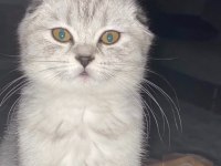 7 aylık scottish fold