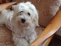 Bembeyaz 3 ay anne sütü almış maltese terrier bebekler