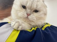 Yeni yuvasını arıyor acil scottish fold