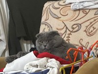 BRİTİSH SHORTHAİR KEDİMİZ ACİL SATILIKTIR