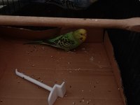 Büyük çift bölmeli salma kafes ve 4 kuş 3 dişi 1 erkek