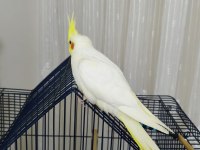 3 aylık sultan papağanı sağlıklı lutino tür