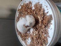 Ginepig izmir içi