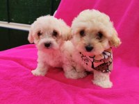 Yavru Maltipoo Köpeği