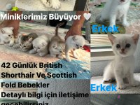 British Shorthair ve Scottish Fold Bebekler