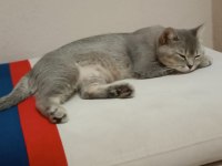 Ücretsiz sahiplendirilecektir british shorthair