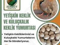 YETİŞKİN KEKLİK BULUNMAKTADIR