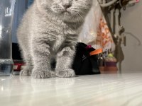 60 günlük scottish fold