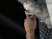 Yavru Scottish Fold