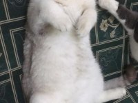CİNS KEDİMİZİ ÜCRETSİZ OLARAK SAHİPLENDİRİYORUZ