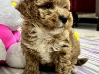 Çiş eğitimli maltipoo balı