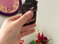 11 bebek ve anne baba hamster