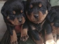 45 günlük koca kafa rottweiler yavrular