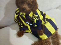 Acil Toy Poodle İstanbul Anadolu yakası