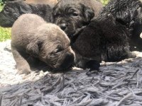 Kaliteli cane corso yavrular rezervede
