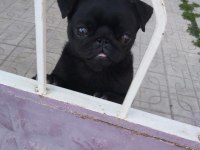 1 yaşında erkek siyah pug