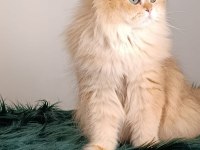 British longhair dişi