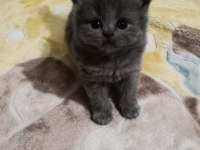 Bayram şekeri kedimiz