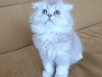 Sadece Aileye British Longhair
